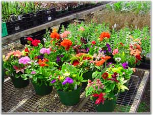 Greenhouse